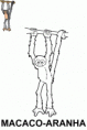 /album/pra-colorir/macaco-aranha-gif/
