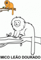 /album/pra-colorir/mico-leao-dourado-gif/